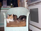 cats on chair 5.jpg